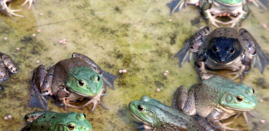 Cómo criar ranas y ganar dinero con ello