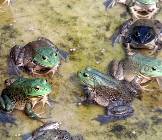 Cómo criar ranas y ganar dinero con ello