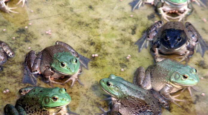 Cómo criar ranas y ganar dinero con ello