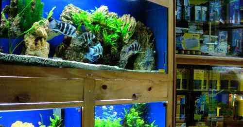 Cómo montar una tienda de peces ornamentales