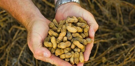 Cómo sembrar cacahuate o maní y ganar dinero con ello