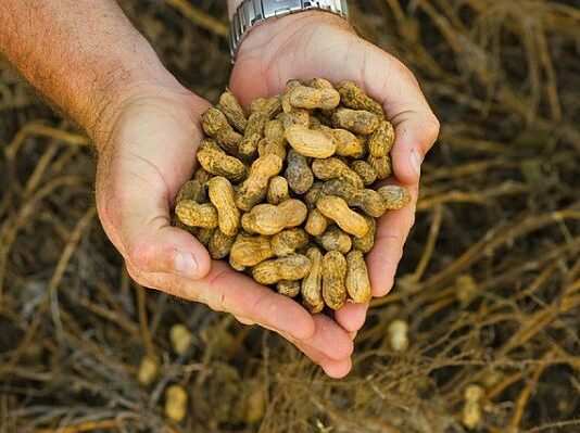 Cómo sembrar cacahuate o maní y ganar dinero con ello