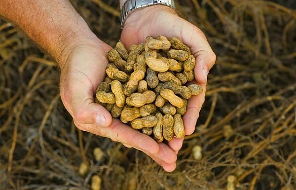 Cómo sembrar cacahuate o maní y ganar dinero con ello