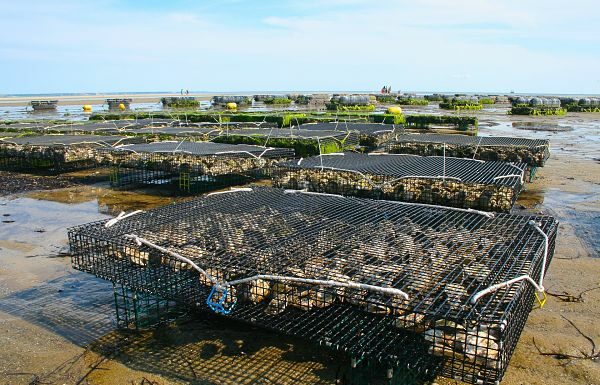 Cómo iniciar un criadero de ostras y ganar dinero con ello