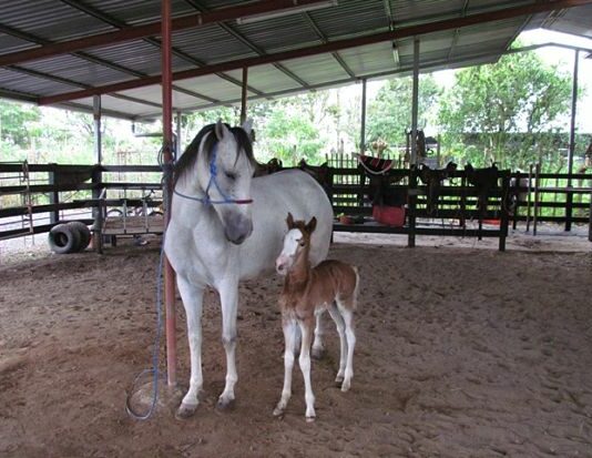 Cómo iniciar un negocio de cría de caballos