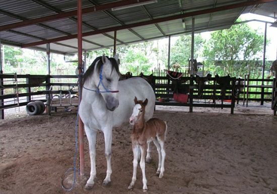 Cómo iniciar un negocio de cría de caballos
