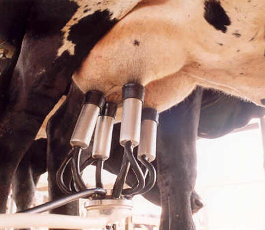Cómo montar un negocio de ordeñación mecánica