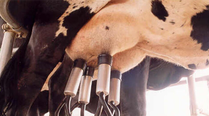 Cómo montar un negocio de ordeñación mecánica