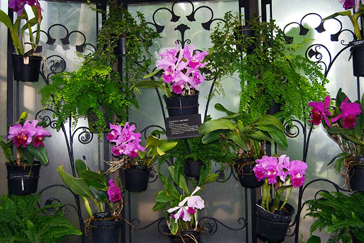 ganar dinero con el cultivo orquídeas