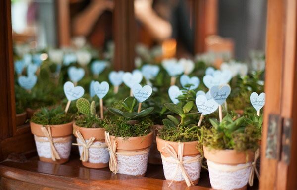 Cómo hacer mudas de plantas para vender y ganar dinero