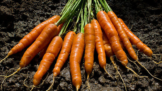 Cómo plantar zanahorias: todo sobre el cultivo y comercialización