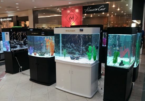 Cómo montar un negocio de acuarios y peceras