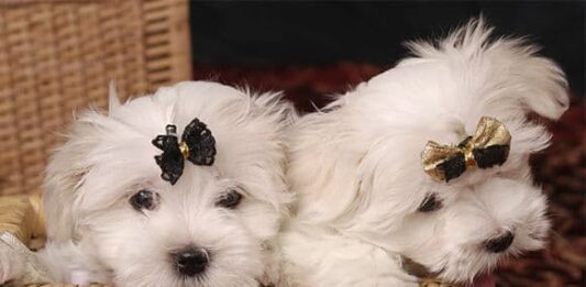 Cómo ganar dinero vendiendo lazos para mascotas