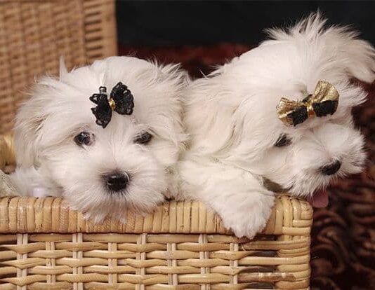 Cómo ganar dinero vendiendo lazos para mascotas