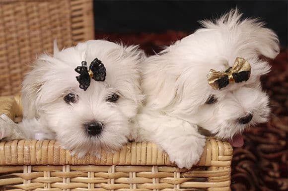 Cómo ganar dinero vendiendo lazos para mascotas