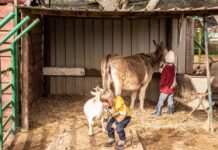 Cómo montar una granja escuela | El poder de la agricultura Cómo montar una granja escuela