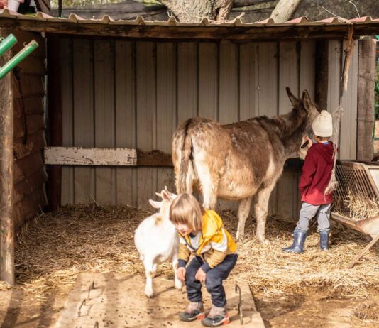 Cómo montar una granja escuela | El poder de la agricultura Cómo montar una granja escuela