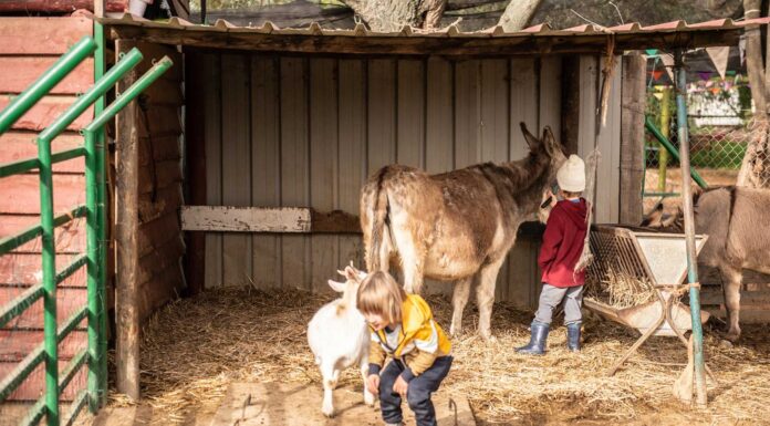 Cómo montar una granja escuela | El poder de la agricultura Cómo montar una granja escuela