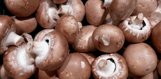 Cómo montar una granja de setas u hongos | Guía para tener éxito Granja de setas