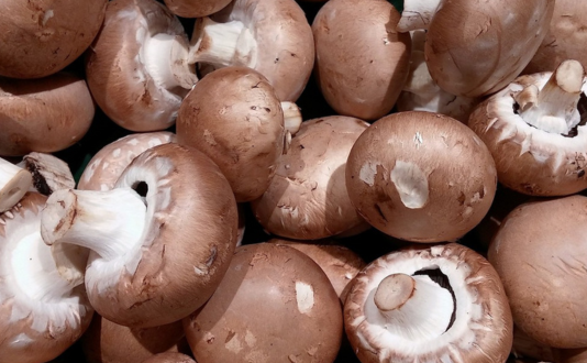 Cómo montar una granja de setas u hongos | Guía para tener éxito Granja de setas