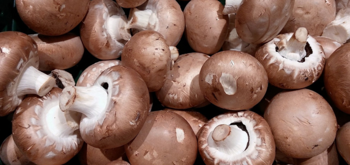 Cómo montar una granja de setas u hongos | Guía para tener éxito Granja de setas