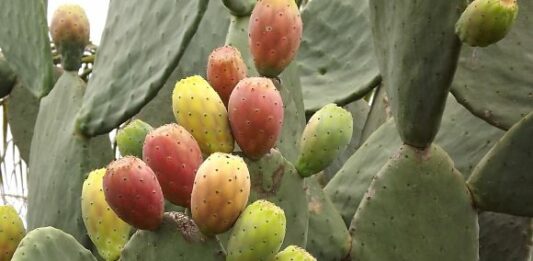 Cómo iniciar una plantación de higo: cómo plantar, cultivar y comercializar