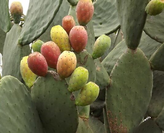 Cómo iniciar una plantación de higo: cómo plantar, cultivar y comercializar