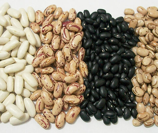 Plantación de frijoles: Cómo plantar, cultivar y comercializar