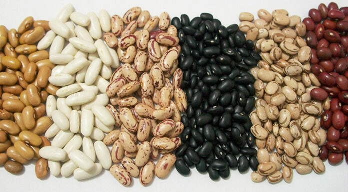 Plantación de frijoles: Cómo plantar, cultivar y comercializar