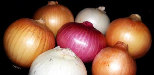 Cómo plantar cebolla: sobre la plantación, el cultivo y la comercialización