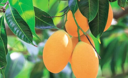 Cómo plantar mango: consejos de plantación, cultivo y comercialización