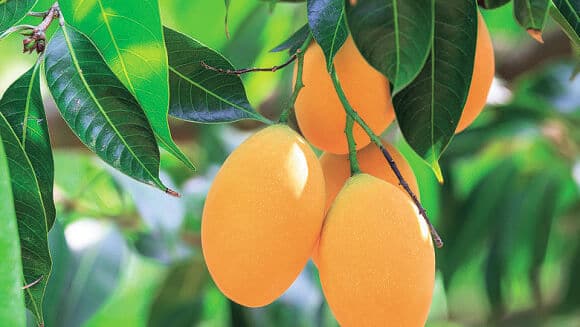 Cómo plantar mango: consejos de plantación, cultivo y comercialización