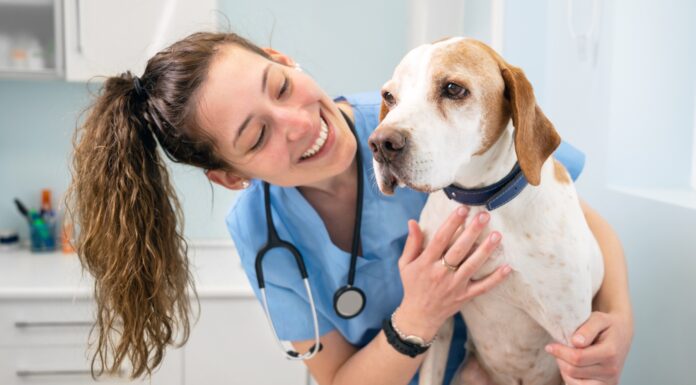 Cómo crear una clínica veterinaria | Emprende en el mundo de las mascotas Cómo crear una clínica veterinaria