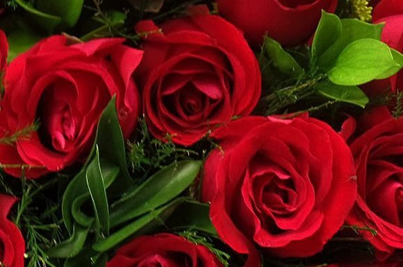 Cómo plantar rosas: consejos de cultivo y comercio