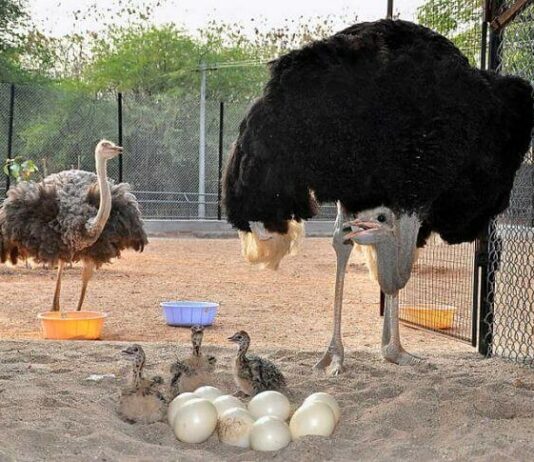 Cómo montar un criadero de avestruces y ganar dinero