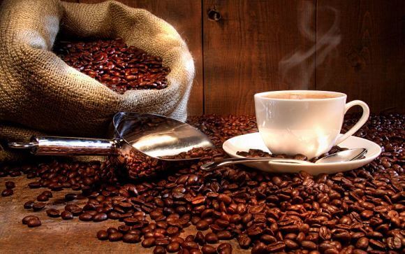 Cómo sembrar café: consejos de siembra, cultivo y comercialización