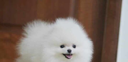 Cómo ganar dinero con la cría de perros de raza