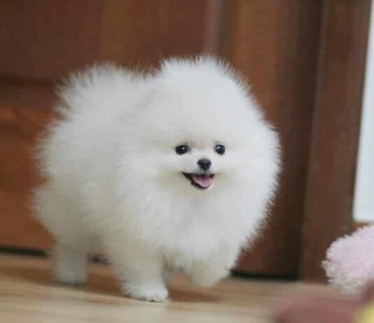 Cómo ganar dinero con la cría de perros de raza