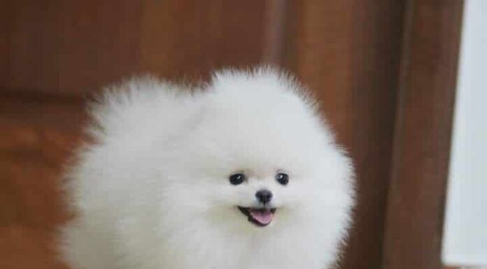 Cómo ganar dinero con la cría de perros de raza