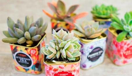 Cómo ganar dinero con arreglos de suculentas