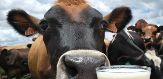 Ganado lechero: ¿Cuáles son las mejores razas? ¿Es rentable?