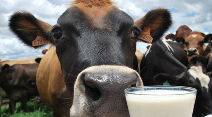 Ganado lechero: ¿Cuáles son las mejores razas? ¿Es rentable?