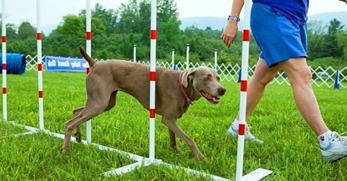 Cómo montar un negocio de entrenamiento o adiestramiento de perros