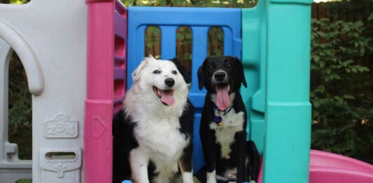 Cómo montar una guardería de perros | Requisitos y pasos para emprender este negocio Cómo montar una guardería de perros