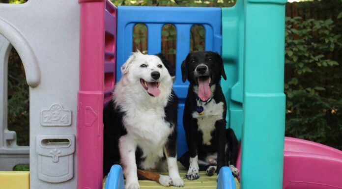 Cómo montar una guardería de perros | Requisitos y pasos para emprender este negocio Cómo montar una guardería de perros