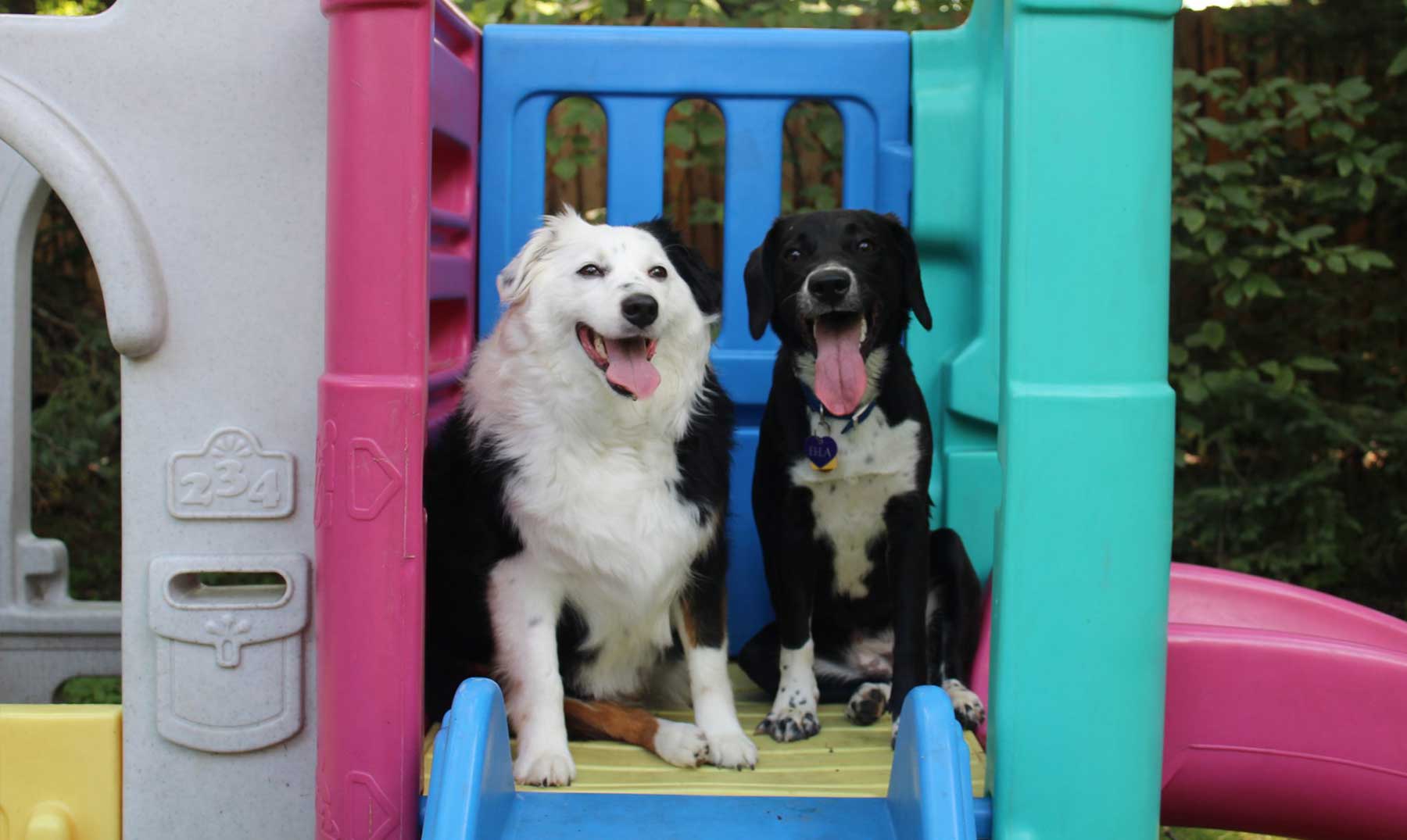 Rubí Amado Salida Cómo montar una guardería de perros | Requisitos y pasos