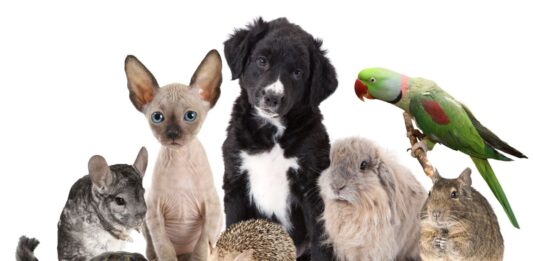 Negocios de mascotas | 9 ideas para conquistar a los pet lovers