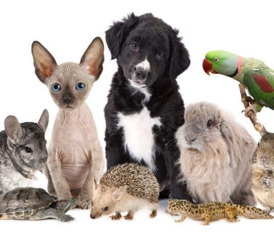 Negocios de mascotas | 9 ideas para conquistar a los pet lovers