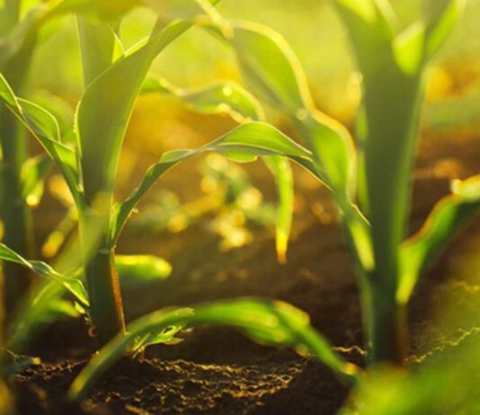 5 prácticas para que su empresa agrícola sea sostenible practicas sostenibles empresa agricola