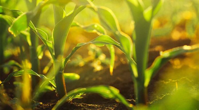 5 prácticas para que su empresa agrícola sea sostenible practicas sostenibles empresa agricola